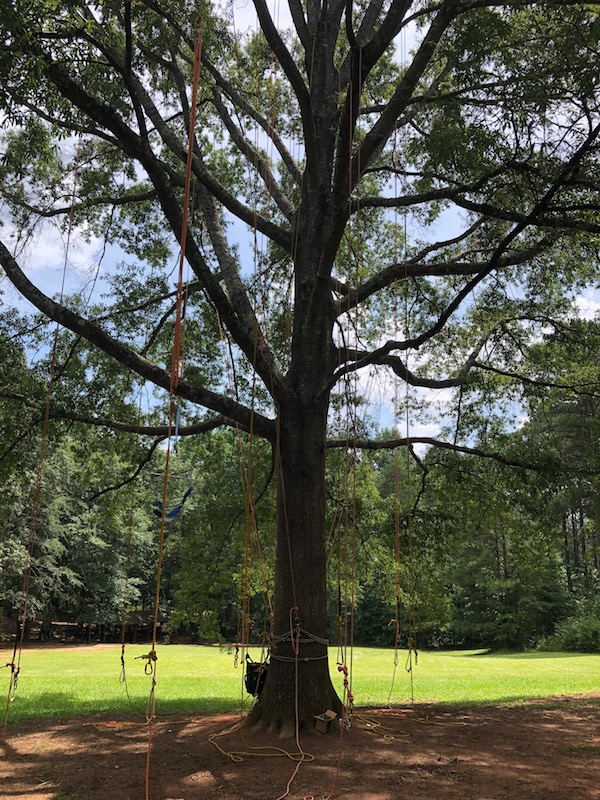tree climbing