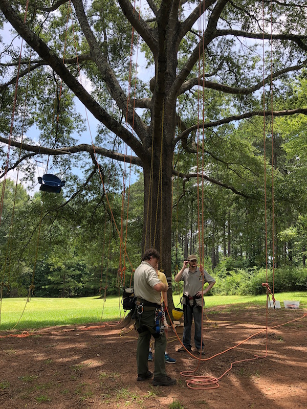 tree climbing