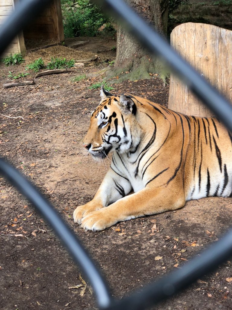 noah's art animal sanctuary 