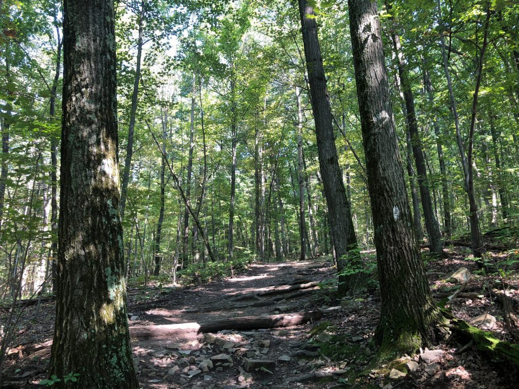 Hike Mount Nittany