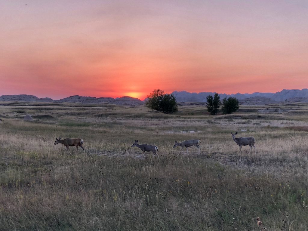 Sunset over Badlands National Park with deer in the foreground