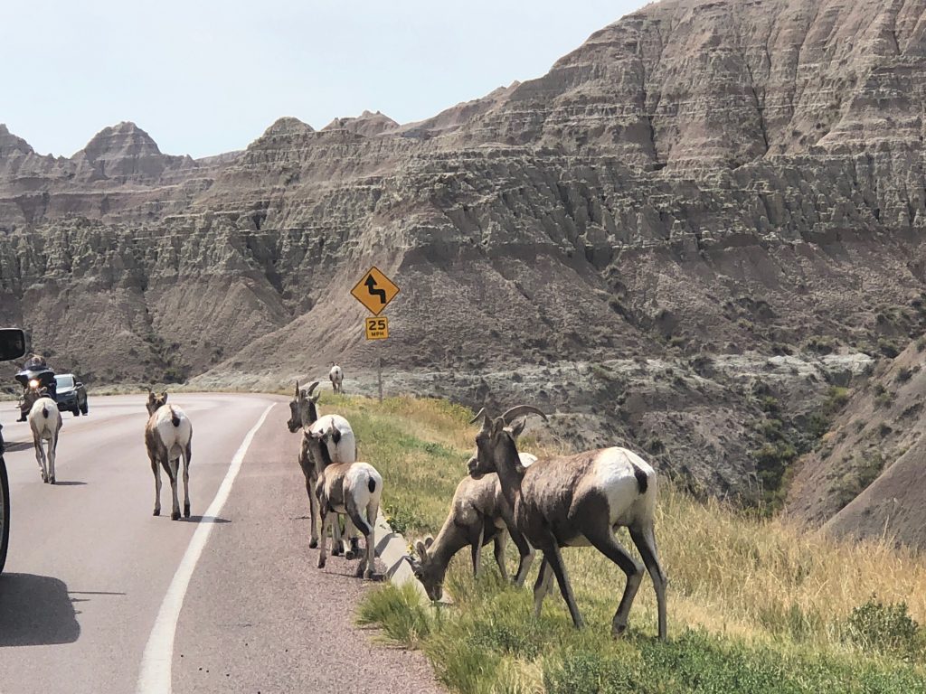 bighorn sheep traffic jam in the badlands national park