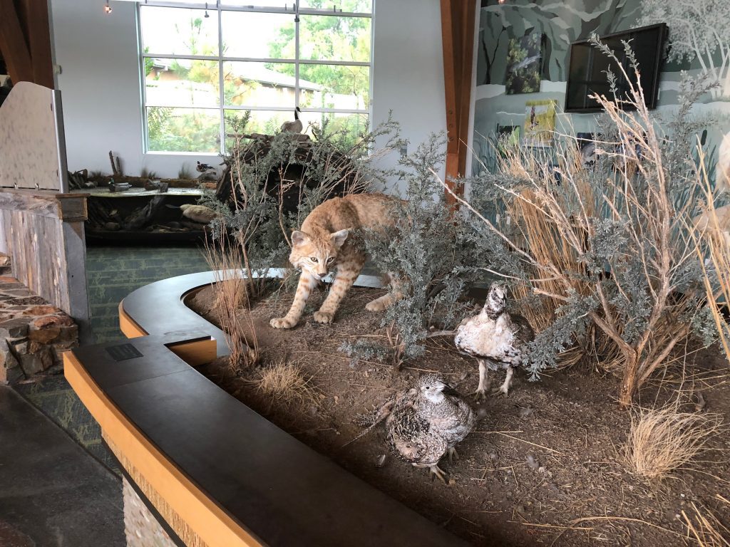 animal display at rapid city outdoor campus