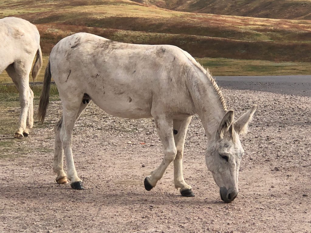 custer state park begging burros looking for snacks