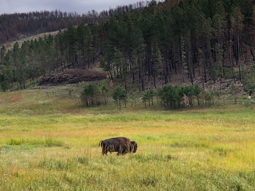 lone buffalo at custer state park grazing in a field