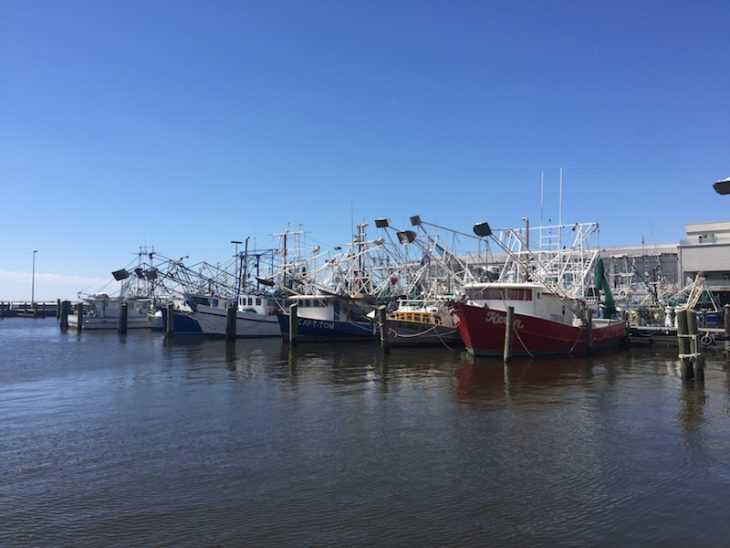 biloxi mississippi shrimp