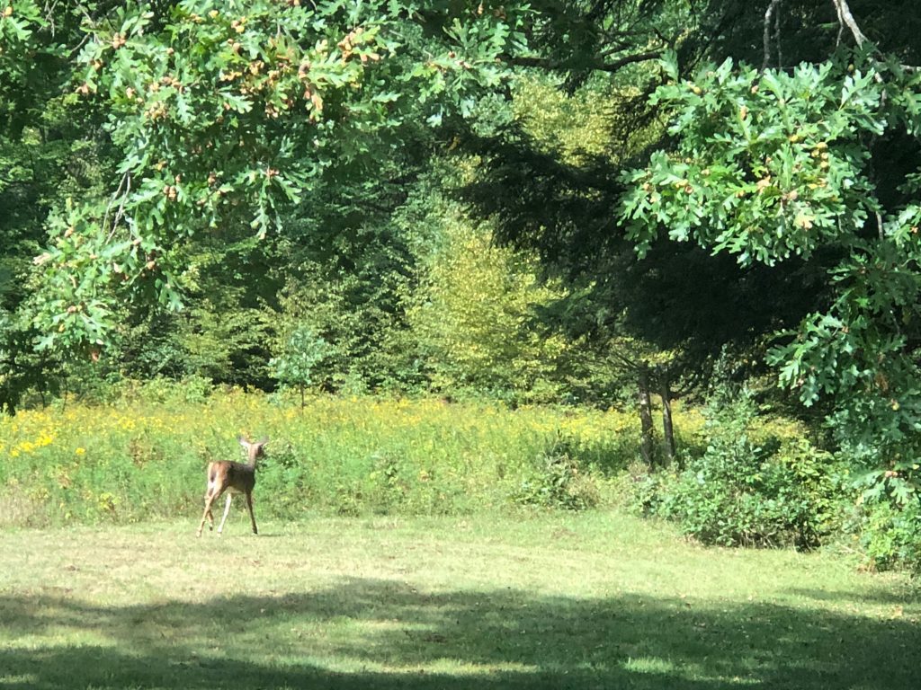 Allegany State Park 1