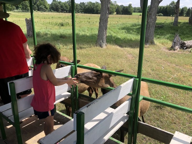 Amber Elk Ranch 1