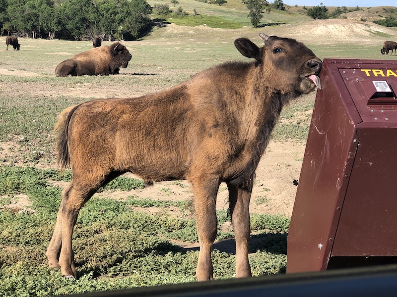 baby buffalo licking a trash can 