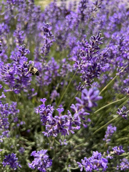 Beagle Ridge Lavender Farm