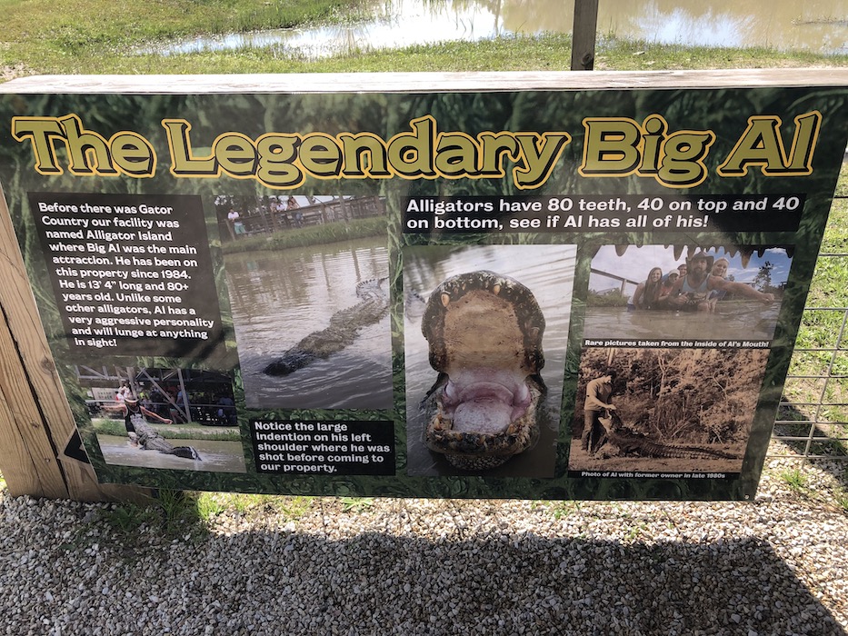 big al at gator country