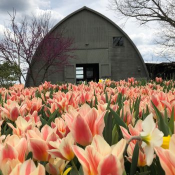 big tulip bloom
