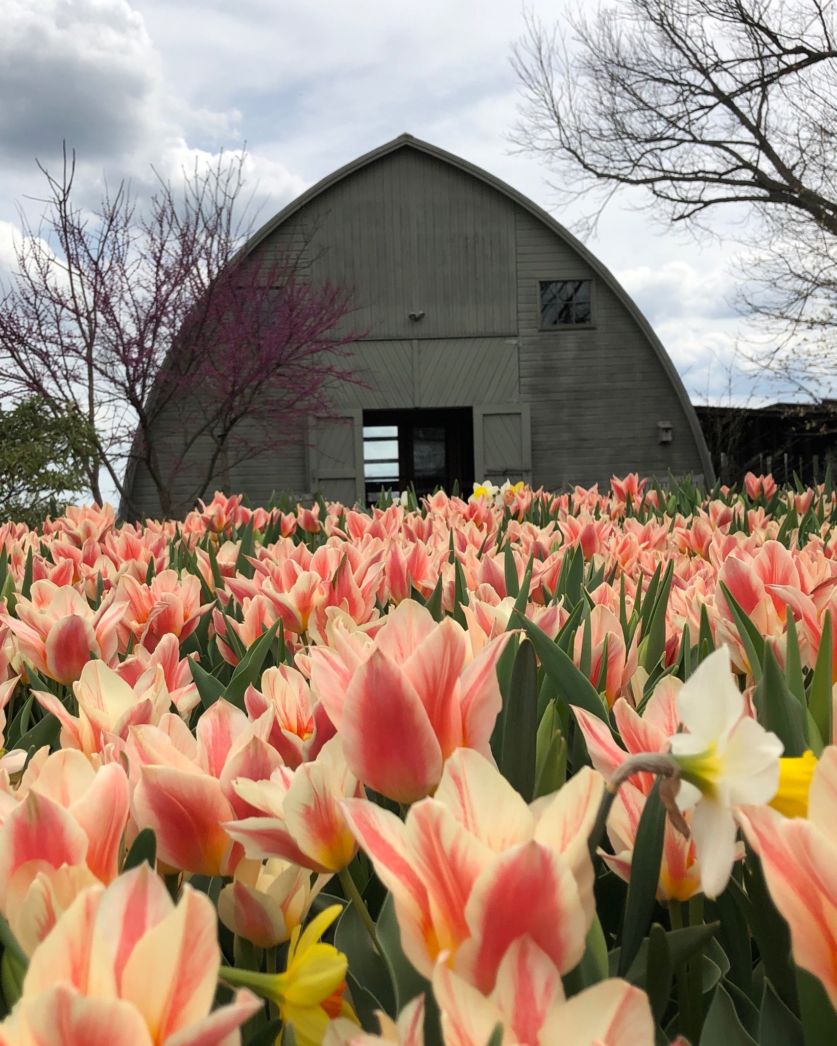 big tulip bloom