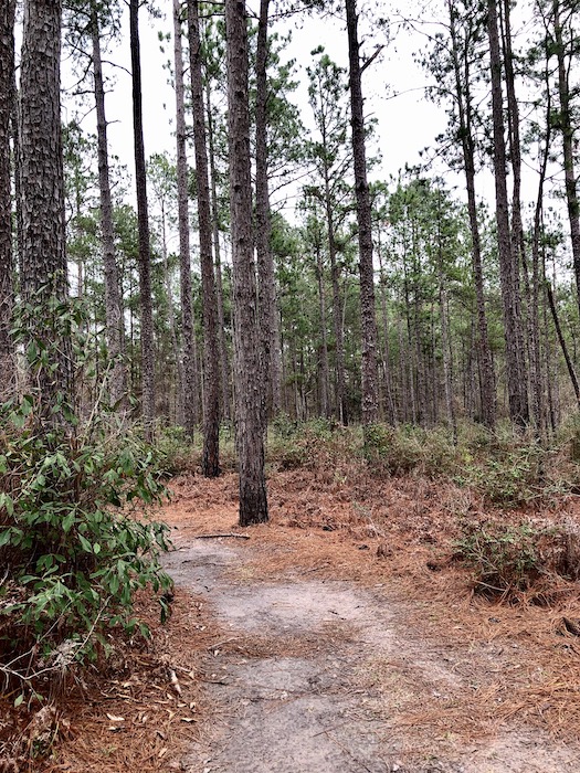 Big Thicket National Park near beaumont tx