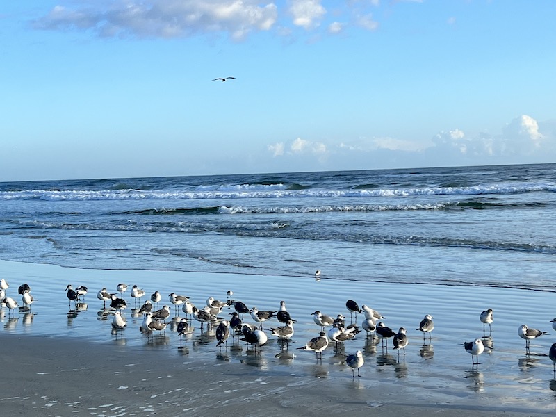 Birds at the beach