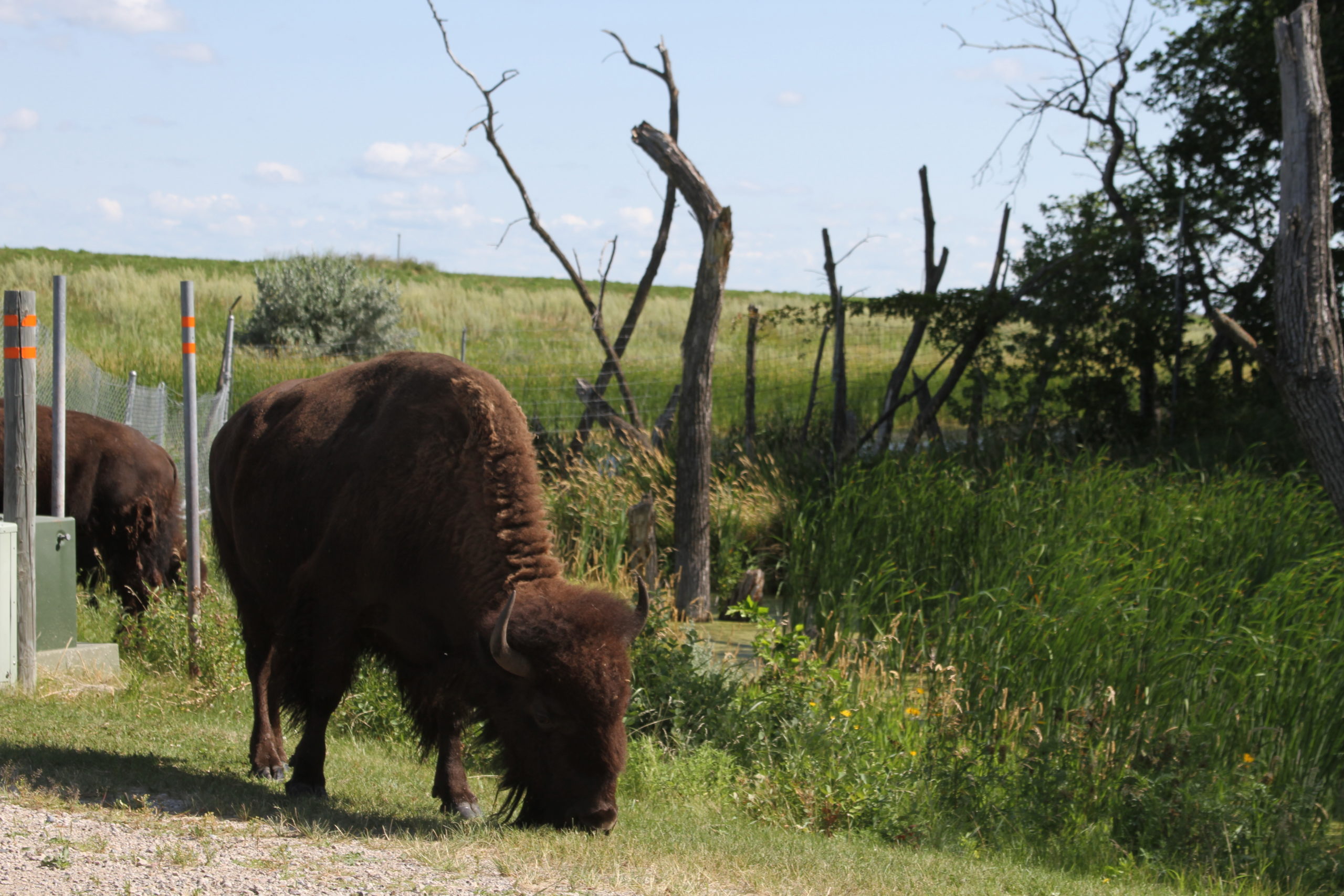 Buffalo at White Horse Hill National Game Refuge