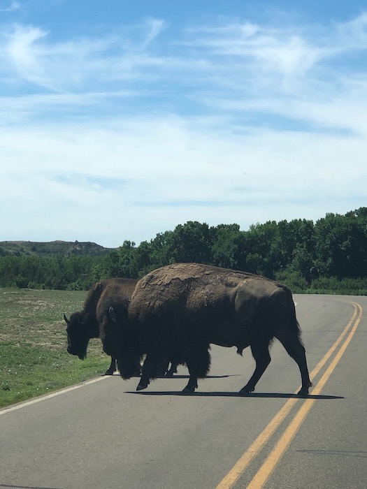 two buffalo standing in the road