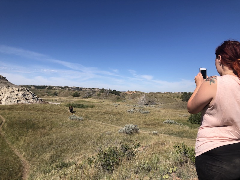 Buffalo on a trail at theodore roosevelt national park