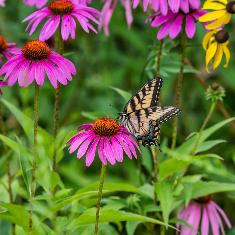 Butterfly Garden SD