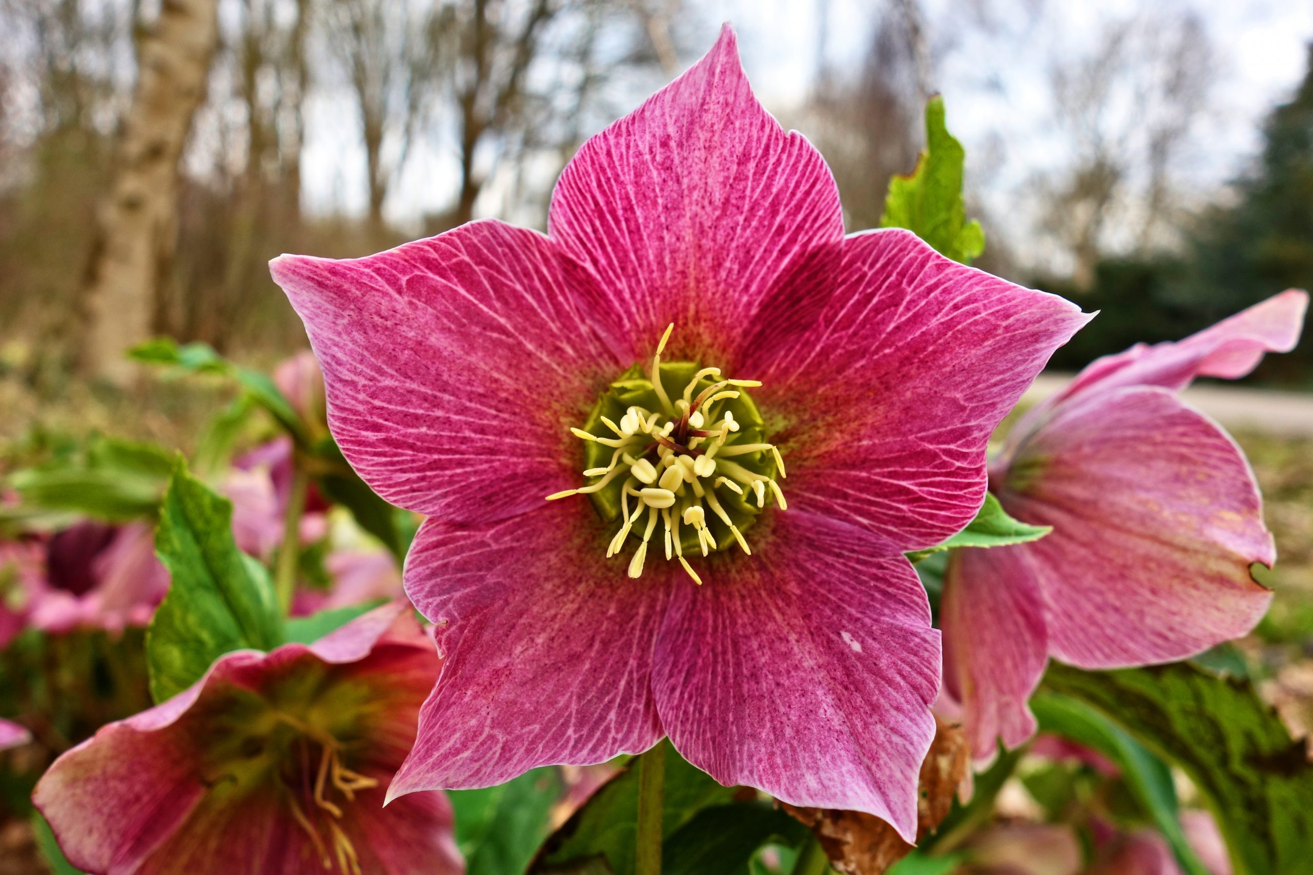 pink hellebore flower