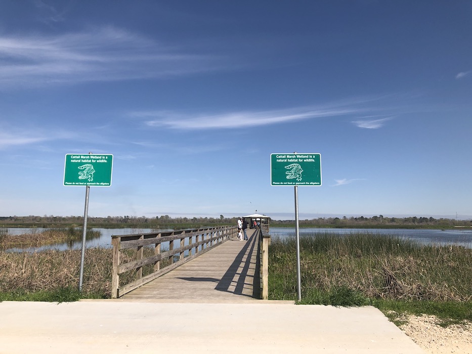 cattail marsh wetlands