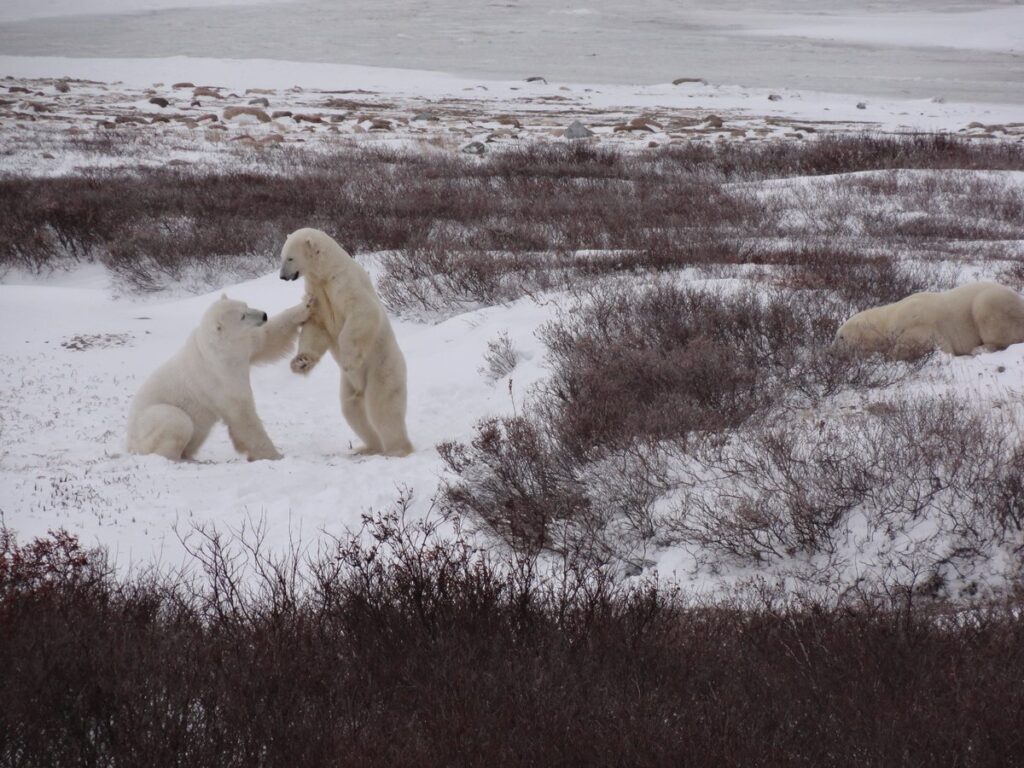 Churchill Polar Bears Playing2