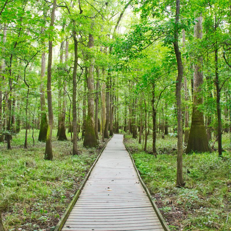 Congaree National Park