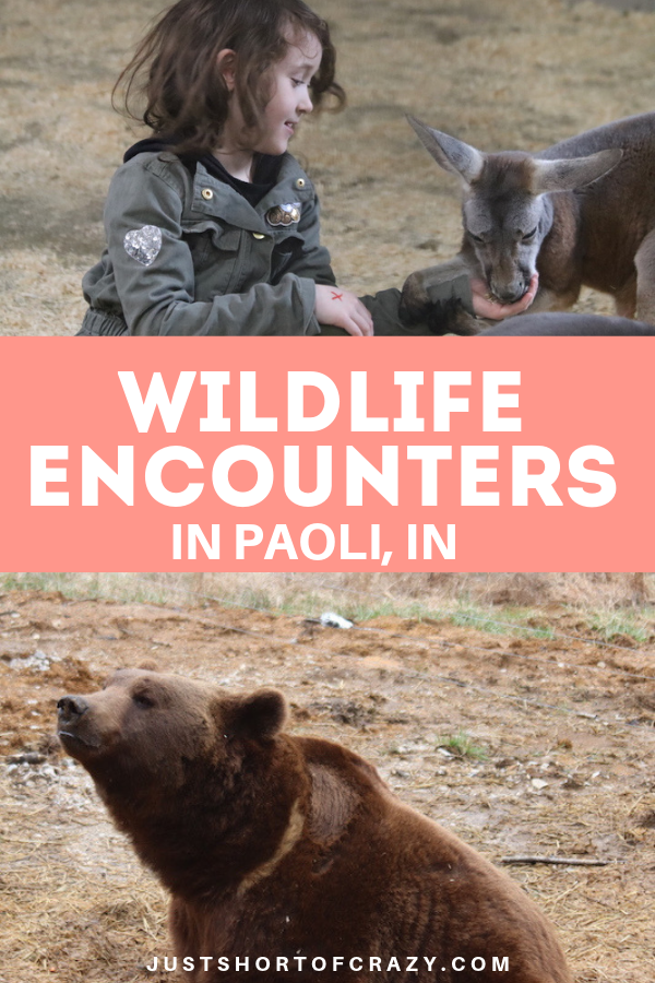 Wildlife Encounters
