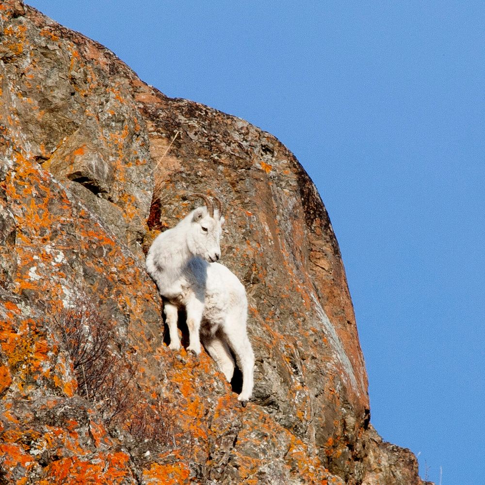 Dall Sheep Alaska by 6381380.