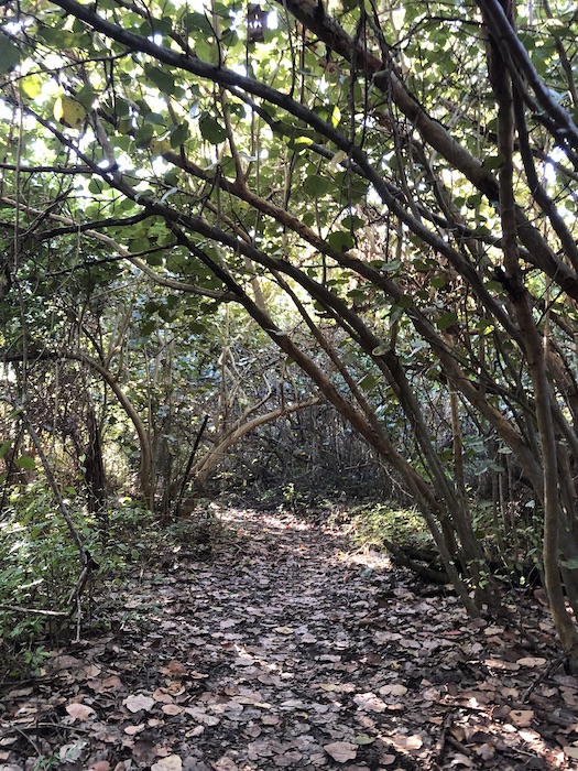 Dappled light walk to Ocean