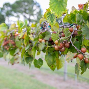 Duplin Winery
