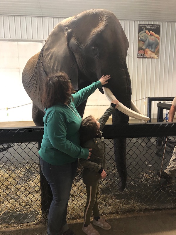 Elephant encounter at wilstem