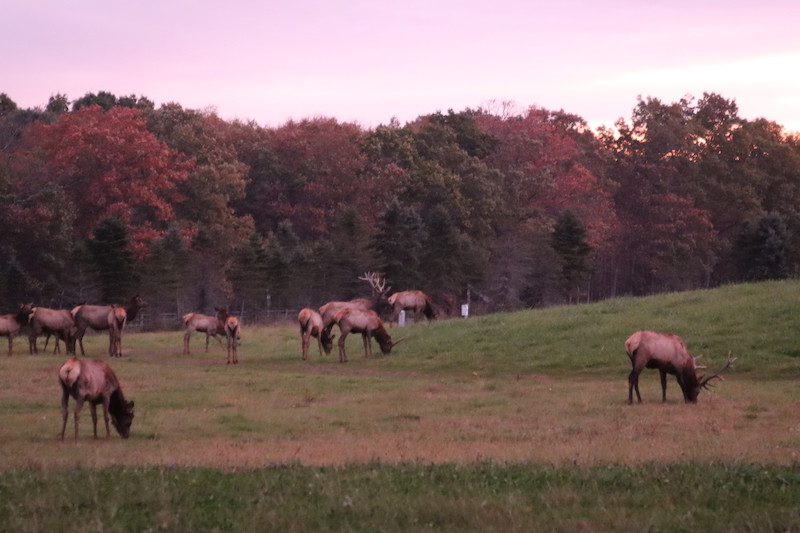 Elk Viewing 1