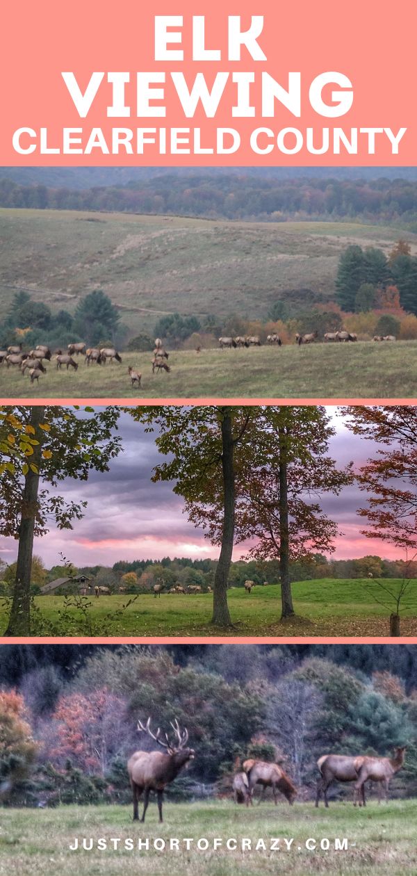 Elk Viewing Clearfield County PA