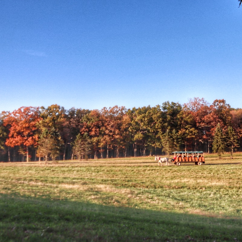 Elk Viewing Clearfield County