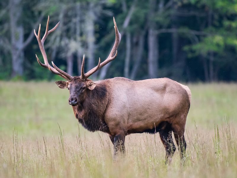 Elk