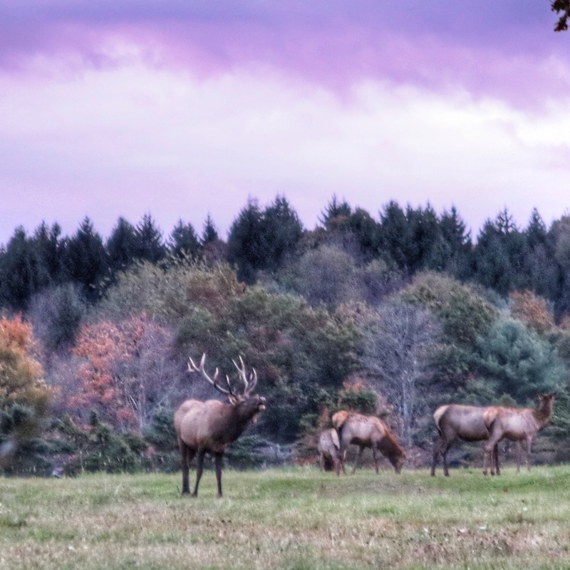 Elk Viewing 1