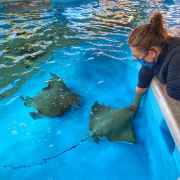 Feeding the Sting Rays at the Florida Oceanographic Society