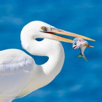 Bird with fish in its mouth