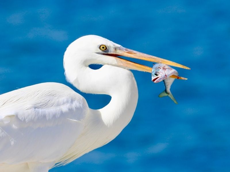 Bird with fish in its mouth