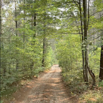 Forested ORV trail