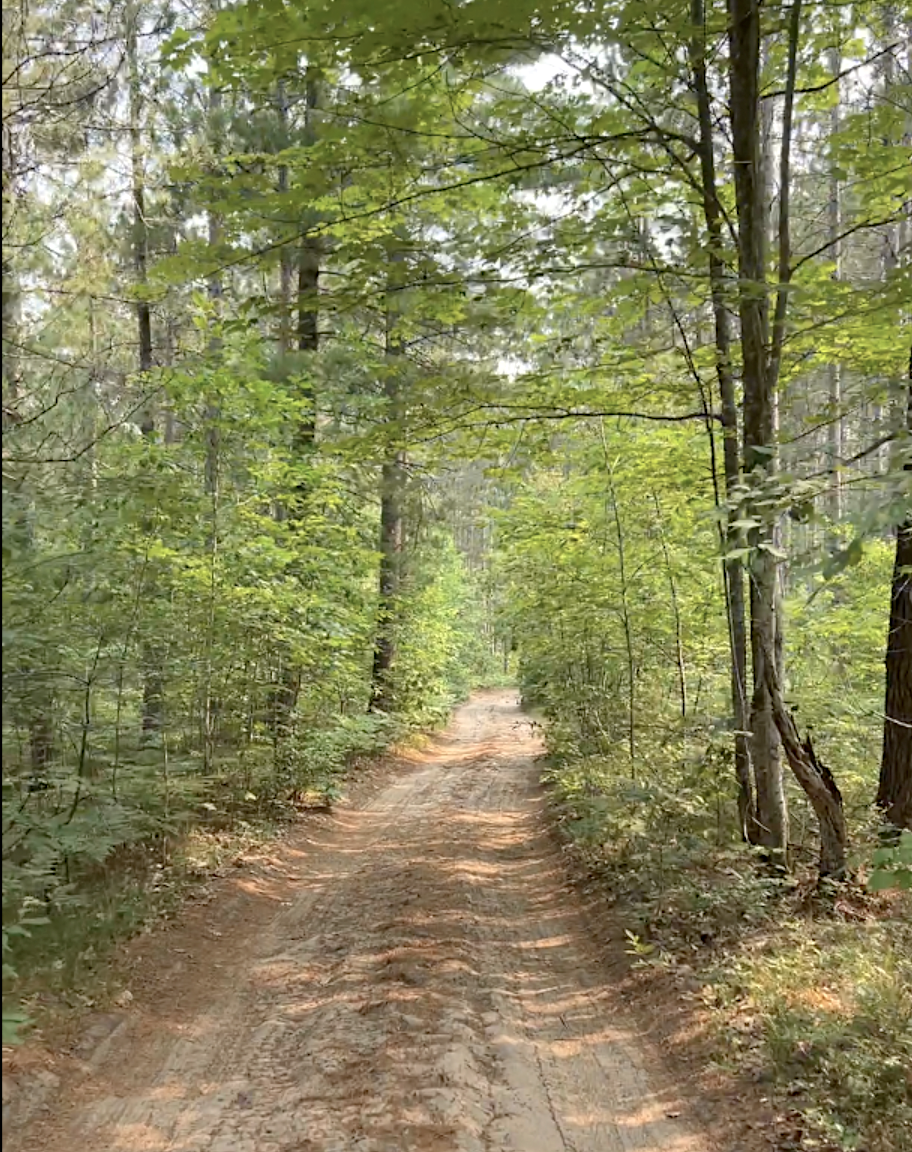 Forested ORV trail