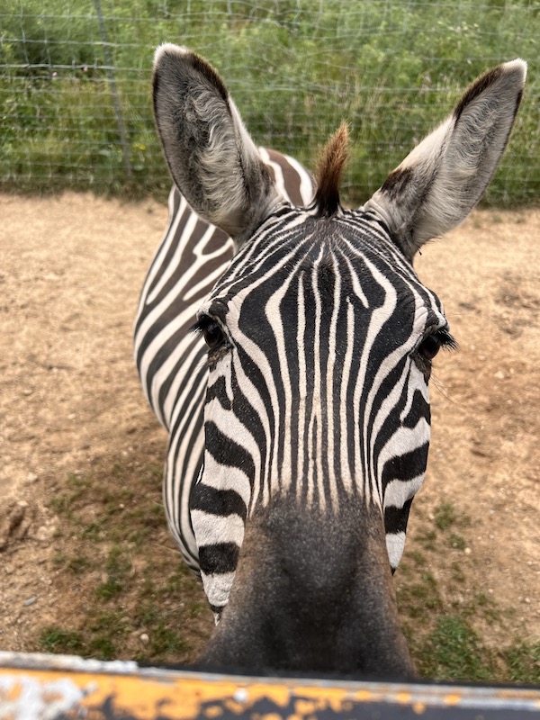 Fort Chiswell Animal Park Zebra