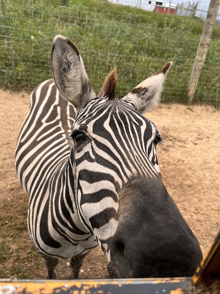 Zebra at Fort Chiswell Animal park