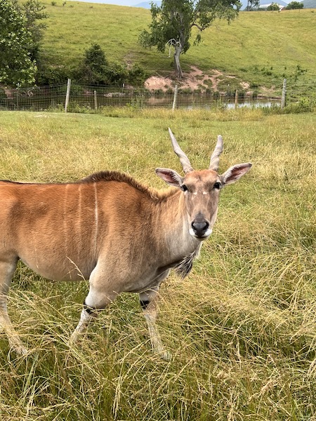 Fort Chiswell Animal Park wildlife