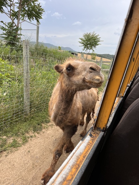 camel Fort Chiswell Animal Park animal