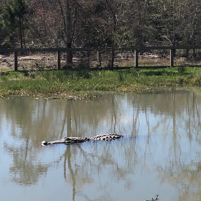 big Al at Gator Country in Beaumont