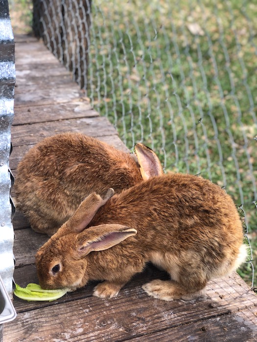 fluffy bunnies at gator country