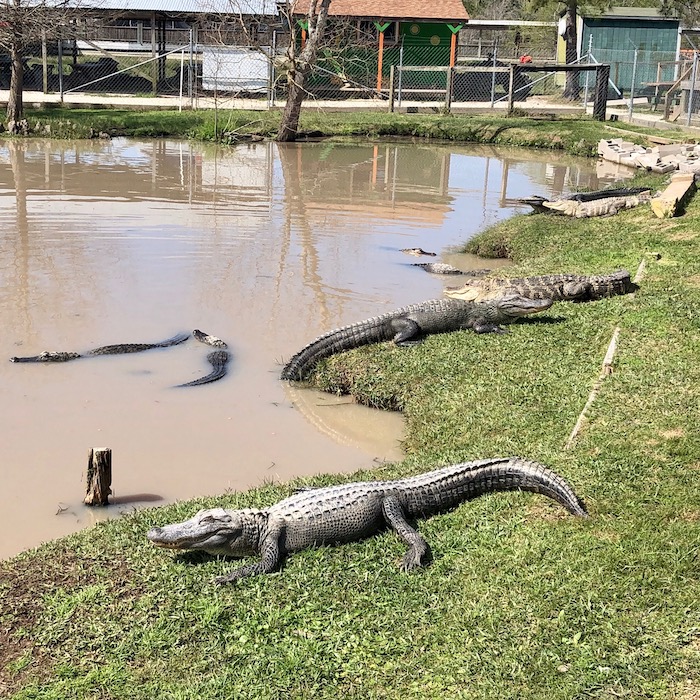 gator country in beaumont tx