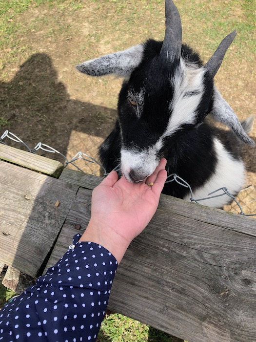 gator country goats